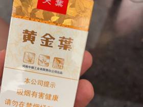 黄金叶(软天叶)