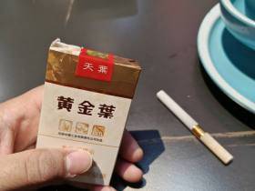 黄金叶(软天叶)