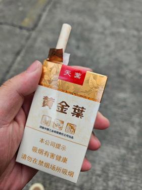 黄金叶(软天叶)