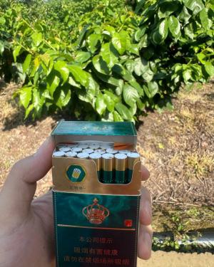 芙蓉王(绽放)